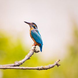 Pourquoi faire un parcours d’accrobranche avec les enfants ?