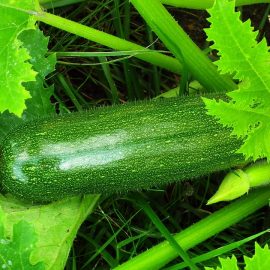 Découvrez la culture des courgettes !