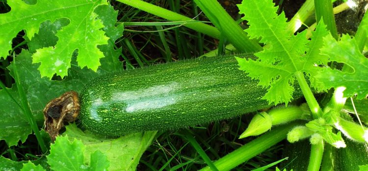 Découvrez la culture des courgettes !