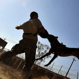 Quelles sont les qualités nécessaires pour exercer le métier de maître chien ?